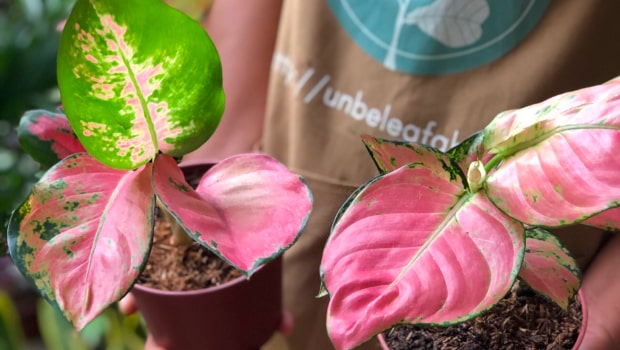Aglaonema Katrina