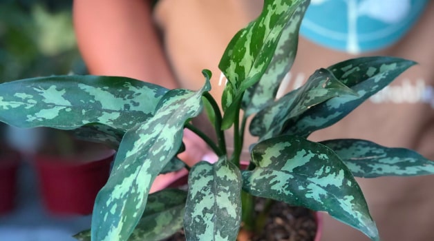Aglaonema Romeo