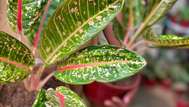 Aglaonema Dona Carmen