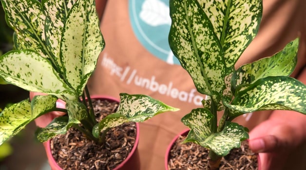 Aglaonema Snow White