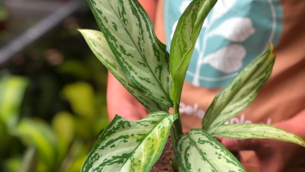 Silver King Aglaonema