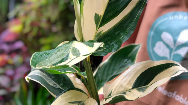 Calathea Arrowroot