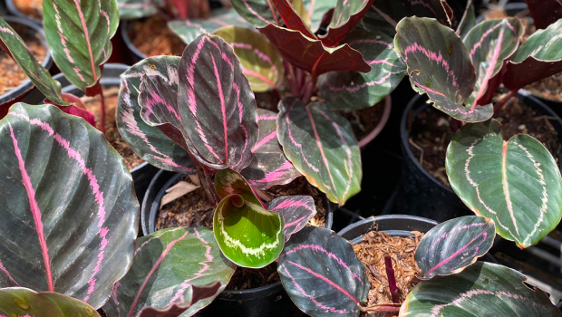 Calathea Dottie