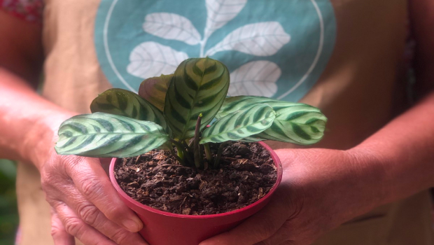 Calathea Fishbone