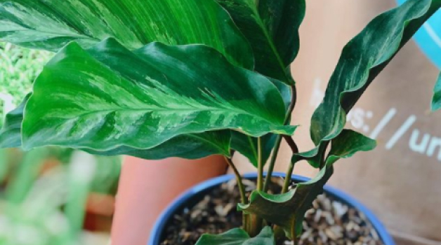 Calathea Louisae