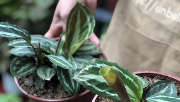 Calathea Medallion