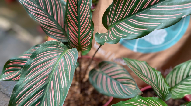Calathea Pinstripe Ornata