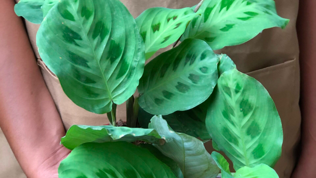Calathea Rabbit Track