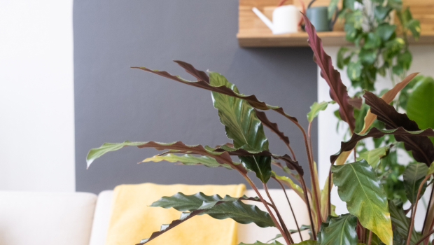 Calathea Rufibarba