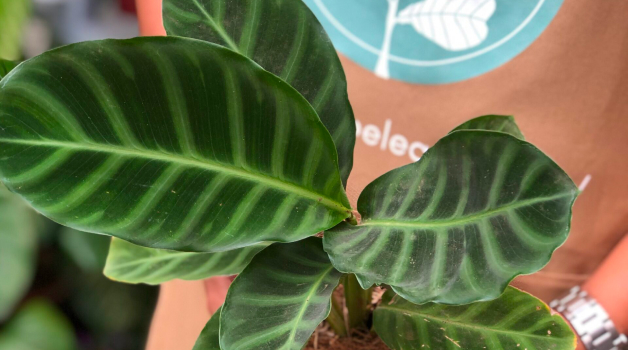 Calathea Zebrina