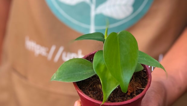 Heartleaf Philodendron