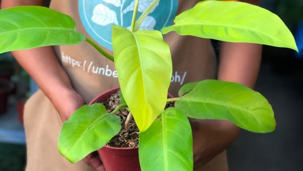 Lemon Lime Philodendron