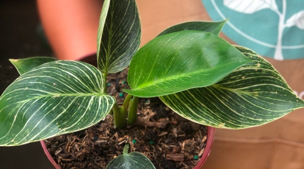 Philodendron Birkin