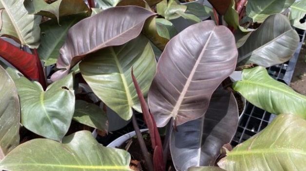 Philodendron Black Cardinal