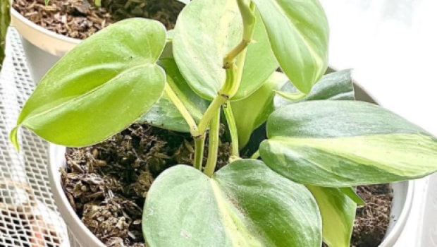 Philodendron Brasil