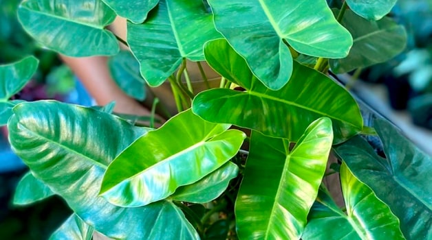 Philodendron Burle Marx