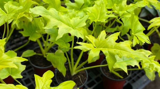 Philodendron Golden Selloum