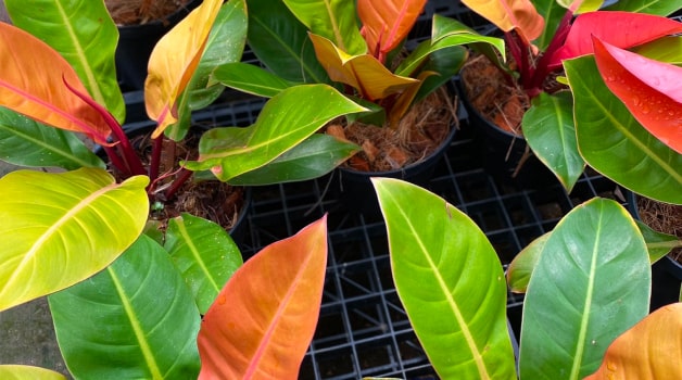 Philodendron Prince of Orange