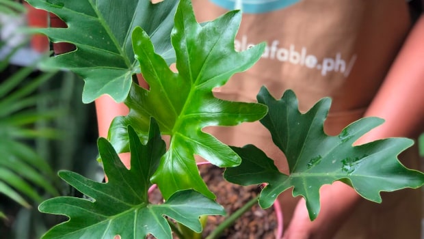 Philodendron Selloum