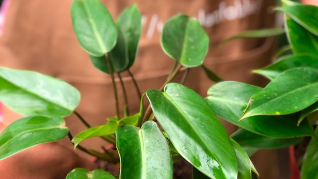 Philodendron Temptation