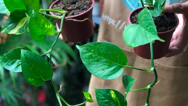 Golden Pothos