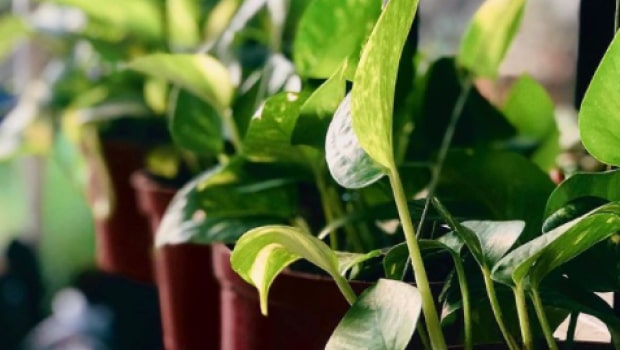 Hanging Golden Pothos