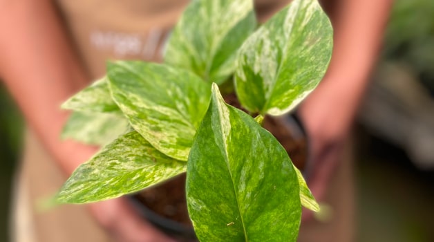 Marble Queen Pothos