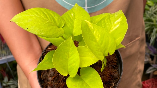 Neon Pothos
