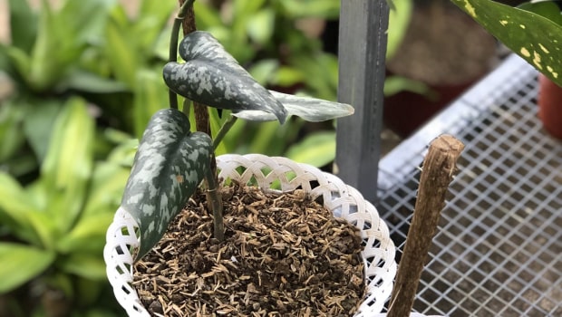 Silver Satin Pothos
