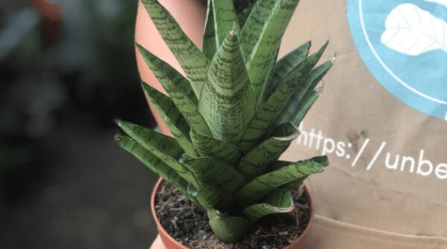 Sanseveria Hybrid