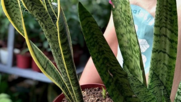 Snake Plant Trifasciata