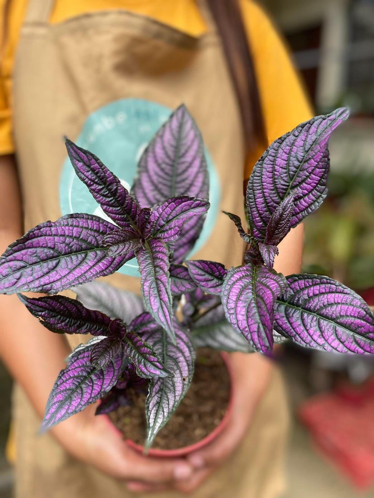 What is a Plant Rental Service?