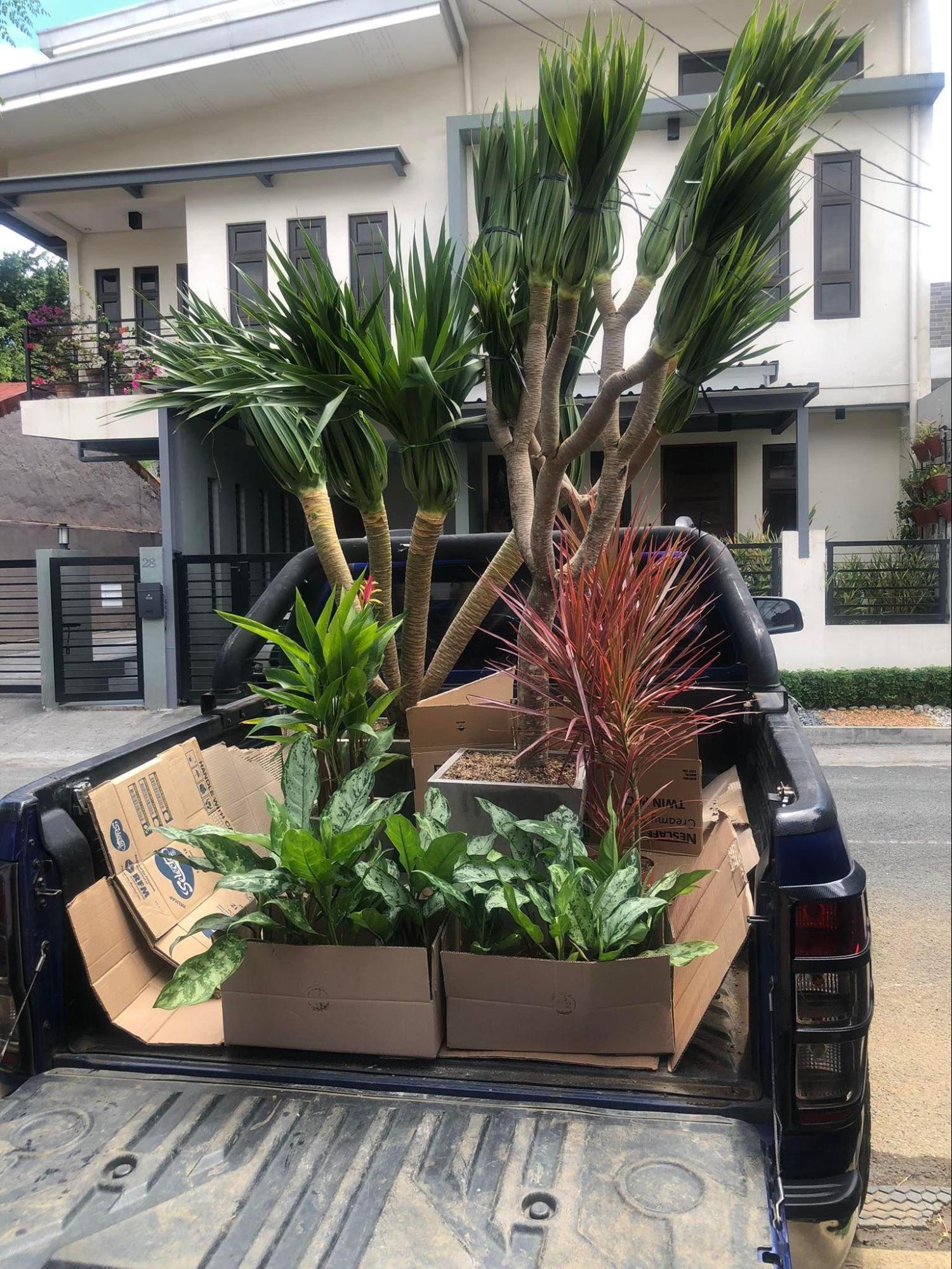 What is a Plant Rental Service?