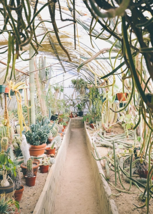 Plant Rental | Unbeleafable