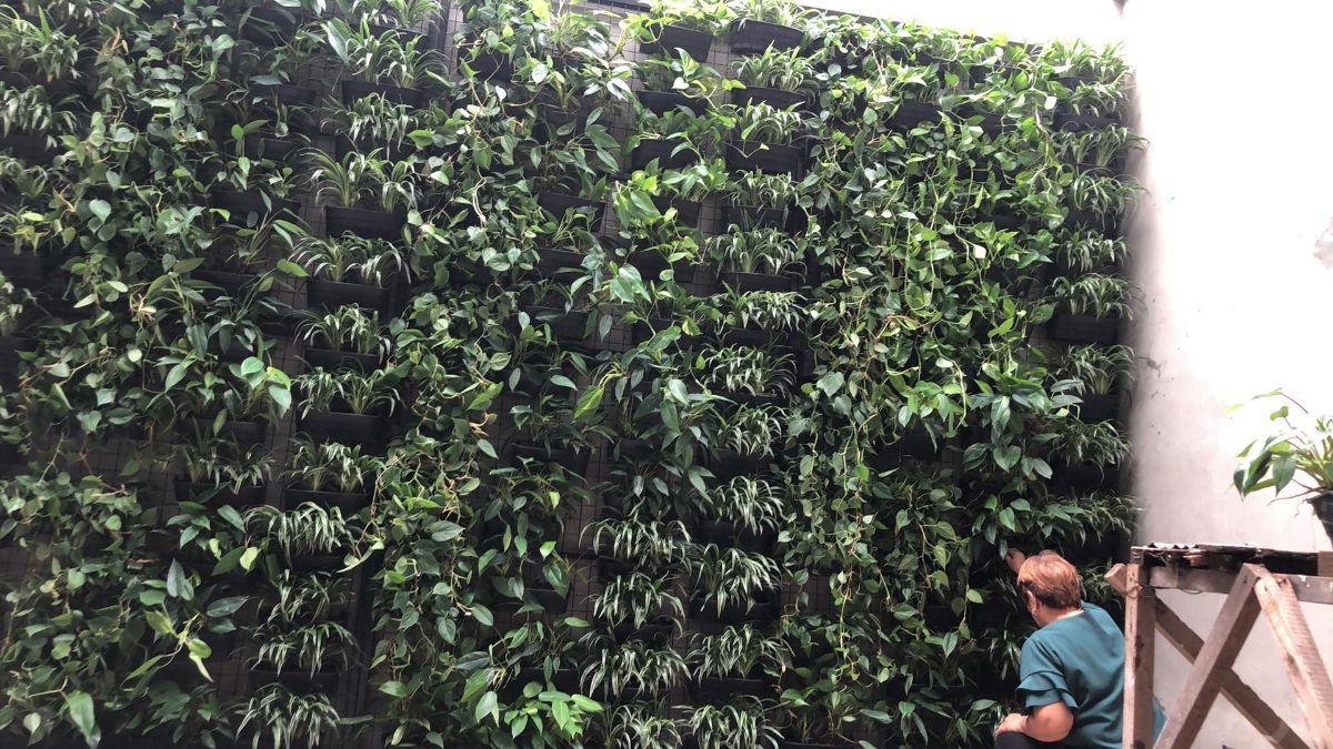 What is It Like to Have a “Living Wall”?