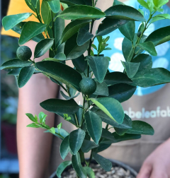 calamansi