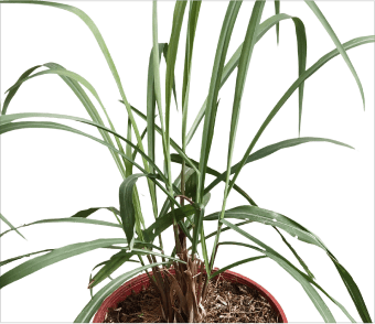 citronella