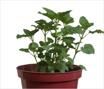 lemon-balm