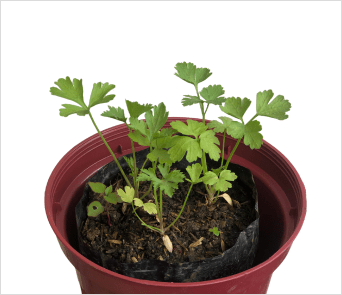 parsley