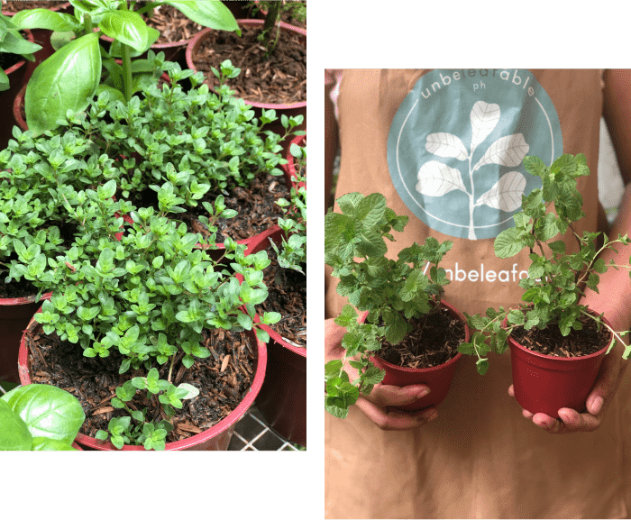 Herb Plants For Sale At Unbeleafable PH