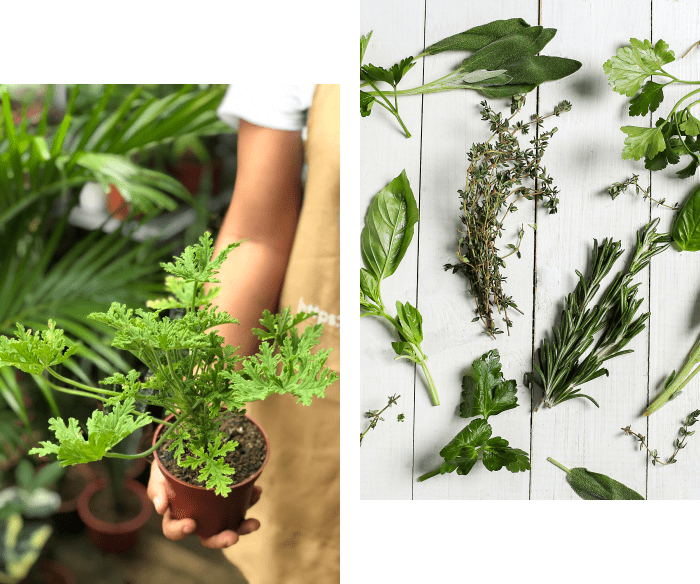 Potted Herb Plants Vs Store-Bought Herbs