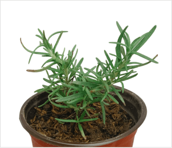rosemary