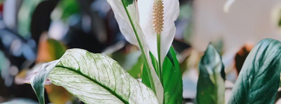 Wide Selection of Plants